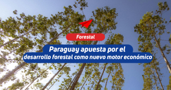 paraguay-desarrollo-forestal